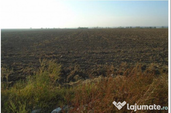 Teren extravilan Loc. Bucovat sat Sarbatoarea, jud. Dolj