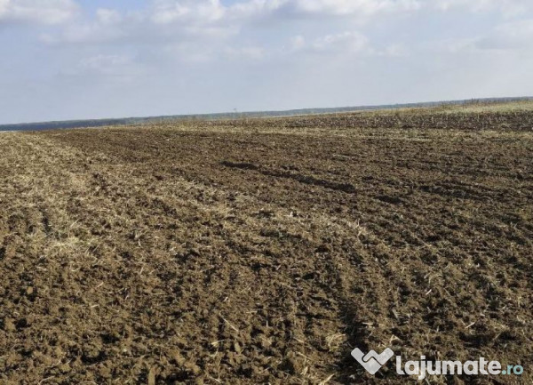 Teren extravilan Varvoru de Jos, jud Dolj 