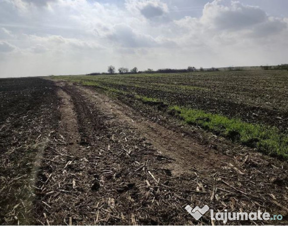 Teren extravilan Varvoru de Jos, jud Dolj 