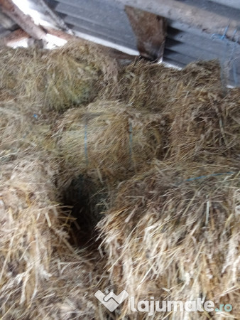 Baloți de fân buni 