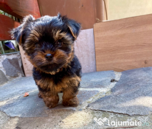 Pui de yorkshire terrier