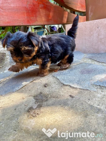 Pui de yorkshire terrier