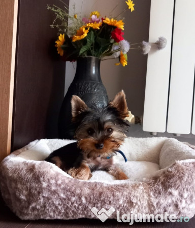Pui de yorkshire terrier