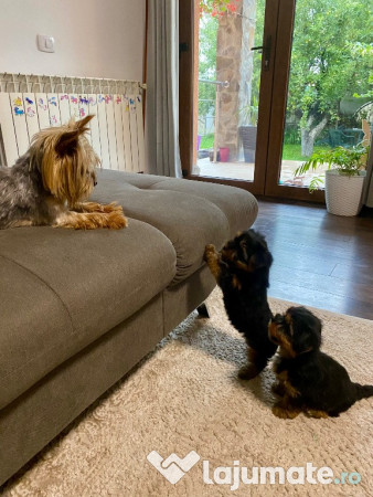 Pui de yorkshire terrier