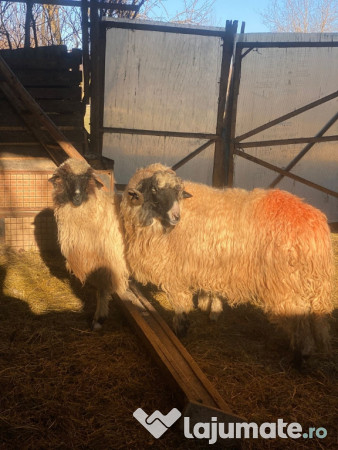 Berbeci primul are varsta de 3 ani și celalalt 10 luni 