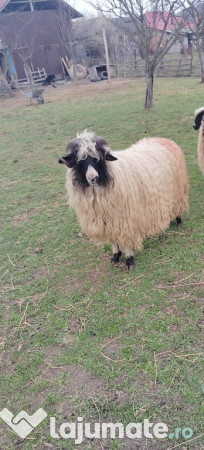 Berbeci primul are varsta de 3 ani și celalalt 10 luni 