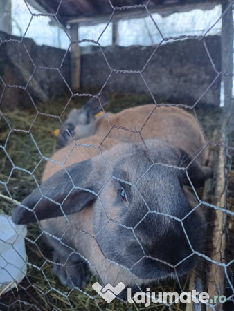 Iepuri în vârstă de un an.