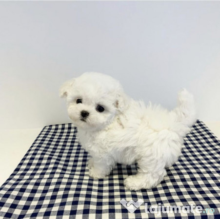 Bichon maltez mini toy 