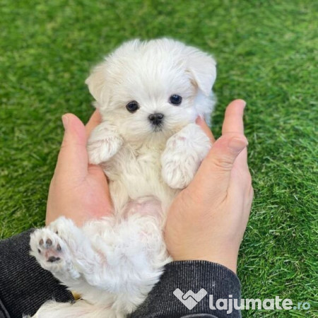 Bichon maltez mini toy 
