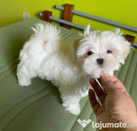 Bichon maltez mini toy 