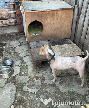 Femela fox terrier cu păr sârmos 