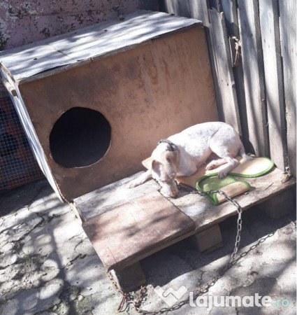 Femela fox terrier cu păr sârmos 