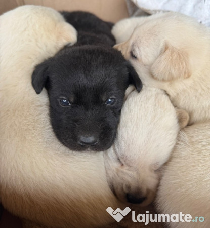 Pui de labrador. 