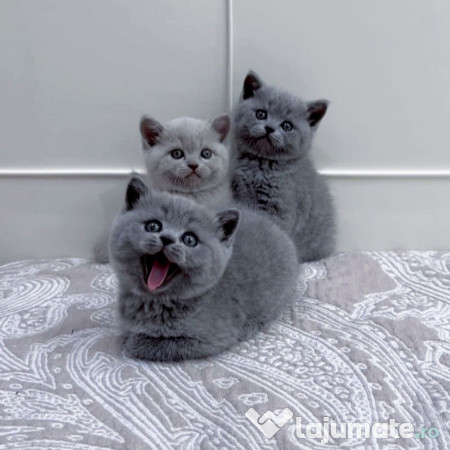 British shorthair puiuți 