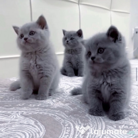 British shorthair puiuți 
