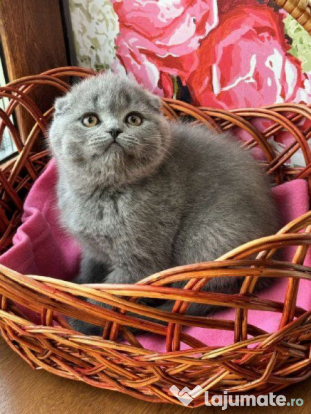 Scottish fold pui 