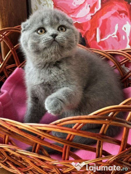 Scottish fold pui 