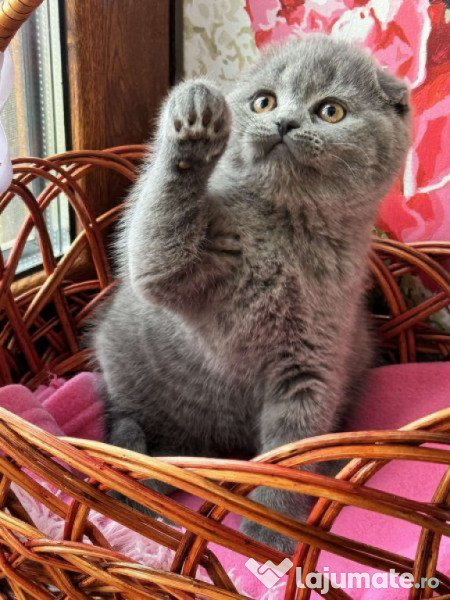 Scottish fold pui 