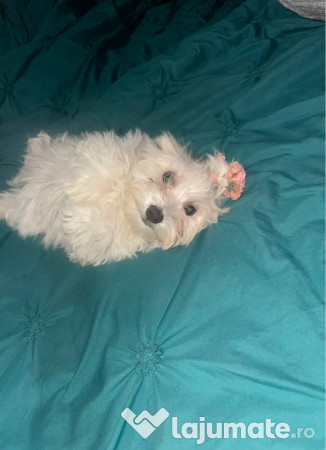 Pui Bichon maltez