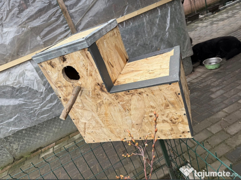 Execut vand cuiburi papagali 