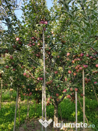 Țuică din prune la peste 42 grade, mere și suc de mere 