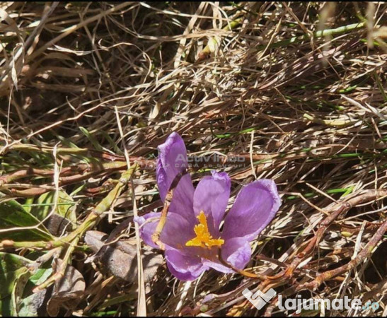 Casa de vacanta - 1.800 mp - Varful lui Roman - Horezu 