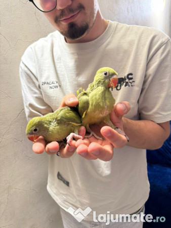 Papagali vorbitori micul alexandru marele alexandru blanzi 