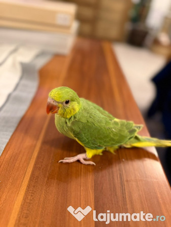 Papagali vorbitori micul alexandru marele alexandru blanzi 