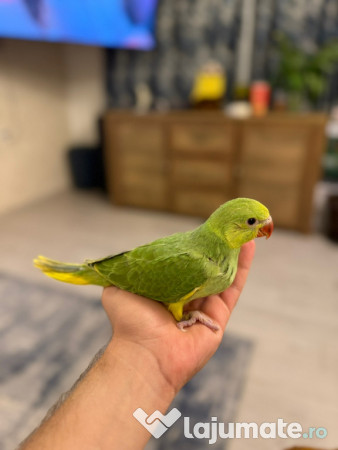 Papagali vorbitori micul alexandru marele alexandru blanzi 