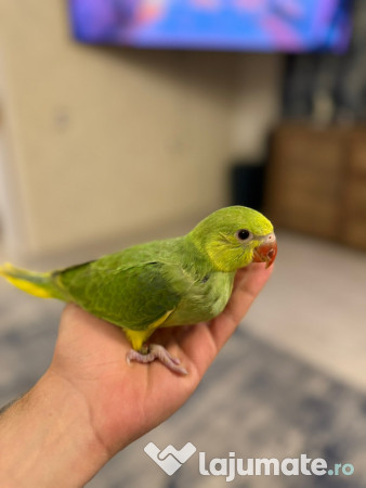 Papagali vorbitori micul alexandru marele alexandru blanzi 