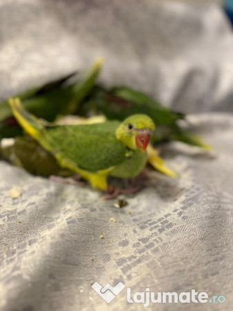 Papagali vorbitori micul alexandru marele alexandru blanzi 