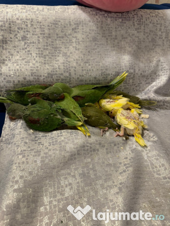 Papagali vorbitori micul alexandru marele alexandru blanzi 