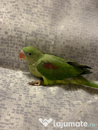 Papagali vorbitori micul alexandru marele alexandru blanzi 