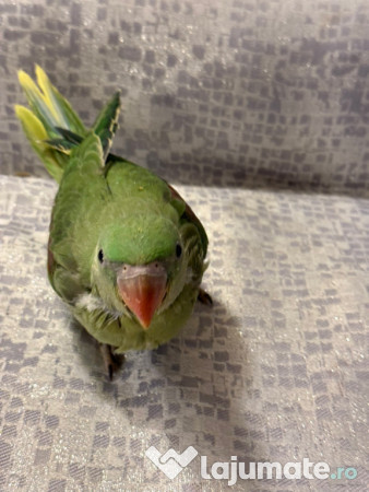 Papagali vorbitori micul alexandru marele alexandru blanzi 