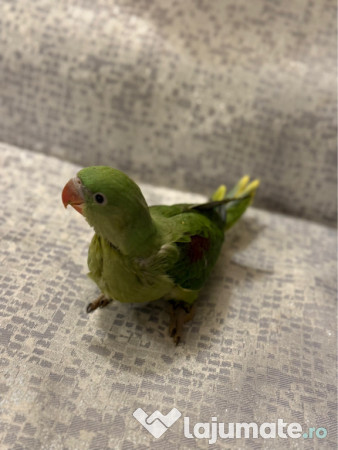 Papagali vorbitori micul alexandru marele alexandru blanzi 