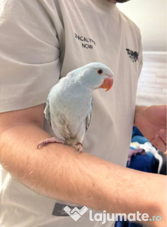 Papagali vorbitori micul alexandru marele alexandru blanzi 