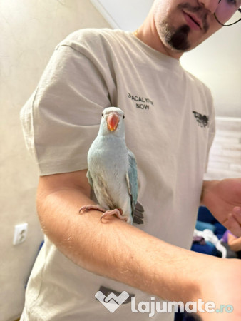 Papagali vorbitori micul alexandru marele alexandru blanzi 