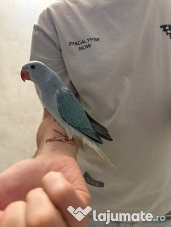 Papagali vorbitori micul alexandru marele alexandru blanzi 