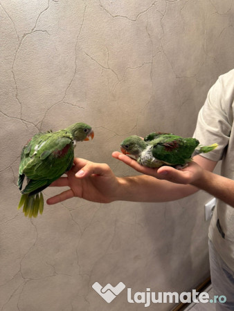 Papagali vorbitori micul alexandru marele alexandru blanzi 