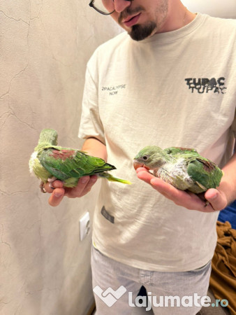 Papagali vorbitori micul alexandru marele alexandru blanzi 