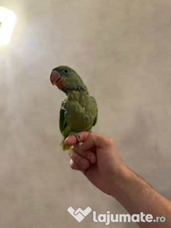 Papagali vorbitori micul alexandru marele alexandru blanzi 