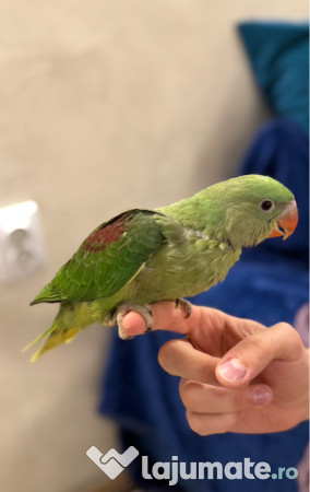 Papagali vorbitori micul alexandru marele alexandru blanzi 