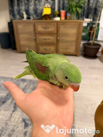 Papagali vorbitori micul alexandru marele alexandru blanzi 