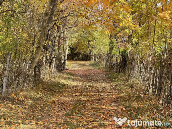 Teren Premium 1559 mp, Brebu Manastirei – Refugiu Montan l