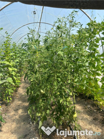 RECO Casa 3 Camere Cu Teren Generos In Felcheriu