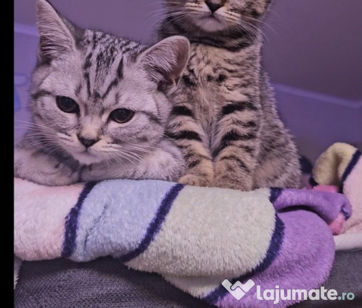 Pisicuta British 3 luni 