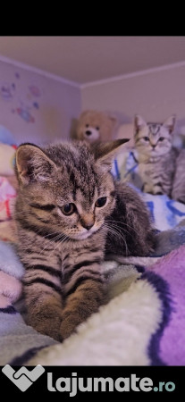 Pisicuta British 3 luni 