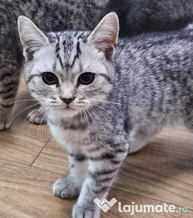 Pisicuta British 3 luni 