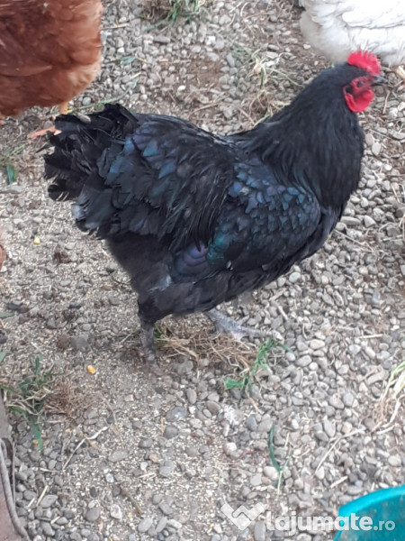 Cocos Australorp, 2 ani