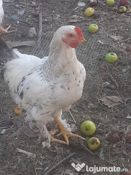 Cocos Australorp, 2 ani